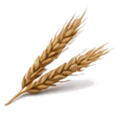 Wheat Protein