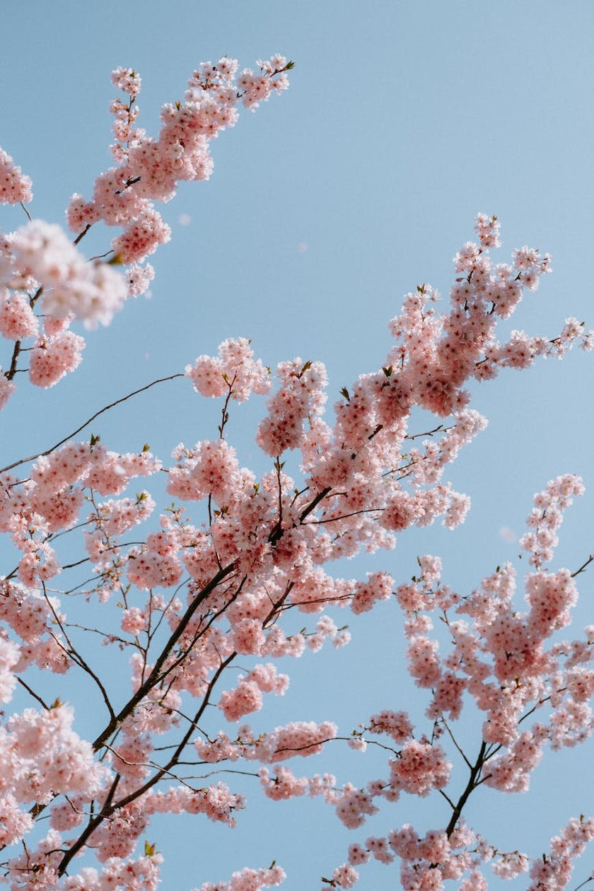 Allergies, Inflammation & Glutathione