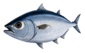 Tuna